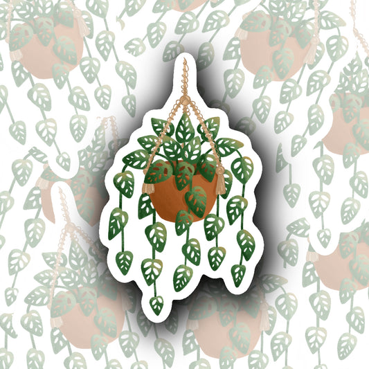 Monstera Adansonni Plant Sticker