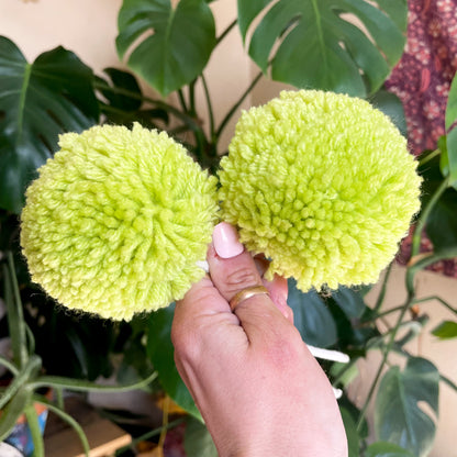 Skate Poms - Lime Green